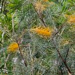 Grevillea pteridifolia Кветка