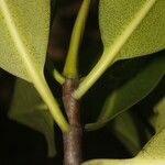 Rhizophora mangle Fruit