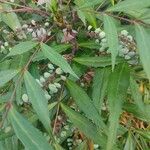 Mahonia fortunei Fruit