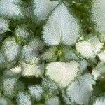 Lamium maculatum 葉