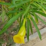 Thevetia neriifolia Flor