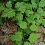 Clematis virginiana Blad