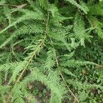 Taxodium distichumLeaf