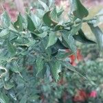 Ruscus aculeatusLeaf