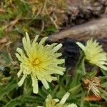 Hieracium berardianum Цвят