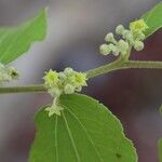 Ziziphus mucronata പുഷ്പം