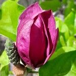 Magnolia liliiflora പുഷ്പം