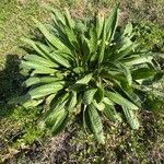 Plantago lanceolataYaprak