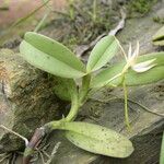 Angraecum sanfordii अन्य