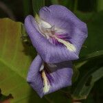 Clitoria guianensis Λουλούδι