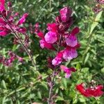 Salvia involucrataFlower