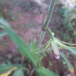 Eulophia euglossa Flower