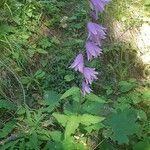 Campanula rapunculoidesFlower