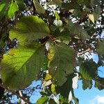 Handroanthus albus Leaf