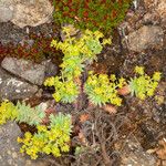 Euphorbia pithyusa Bark