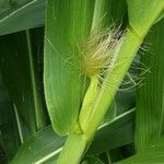 Zea mays Frucht