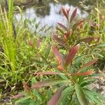 Hakea salicifolia Folha