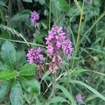 Stachys palustrisFlower