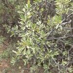 Rhamnus lycioides Folha