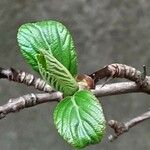 Viburnum × bodnantense Blad