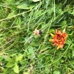 Crepis aurea 花