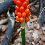 Arum cylindraceum Hoja