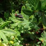 Dasiphora fruticosa Lapas