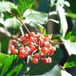 Schinus terebinthifolius Fruit