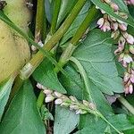 Polygonum persicaria Kéreg