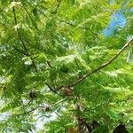 Jacaranda cuspidifolia Folio