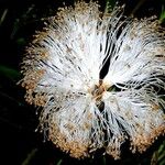 Pseudobombax septenatum Květ