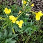 Oenothera parvifloraFlower