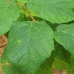 Corylus americana Blad