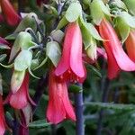 Kalanchoe daigremontiana Çiçek