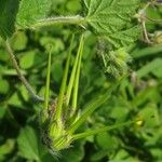 Erodium malacoides Φρούτο