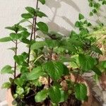 Mentha × piperita 葉