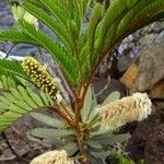 Archidendropsis macradenia Habit