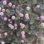 Persicaria capitataFlower