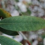 Rhododendron argyrophyllum Leaf