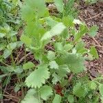 Pimpinella anisum Hoja