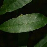 Trymatococcus oligandrus Лист