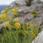 Bupleurum petraeum Plante entière