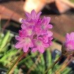 Armeria hispalensis Blüte