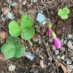 Oxalis articulata Агульны выгляд