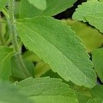 Stevia rebaudiana Ліст