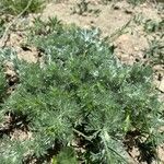 Artemisia frigida Lapas