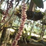 Rhipidoglossum rutilum Flower
