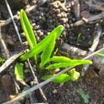 Ophioglossum lusitanicum Лист