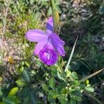 Arundina graminifolia Flor