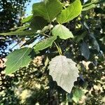 Populus tremula Blatt